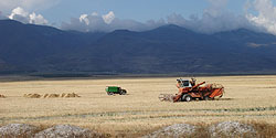 Erntearbeiten am Nordufer des Sevan-Sees