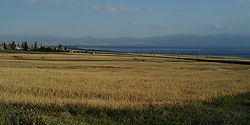 Getreidefeld am Sevan-See bei Pambak