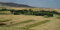 Getreidefelder in der Gegend von Bostanabad