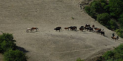 Pferde und Kuhherde am Pass bei Namin