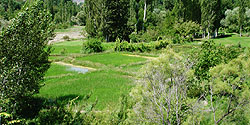 Reisfelder im Çoruh Tal bei Yusufeli
