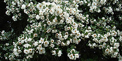 Blütenpracht des Coigue-Baumes