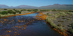 Farbig bewachsene Steine im Fluss bei Norquín