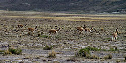 Vicuñaherde zwischen Caracollo und Oruro