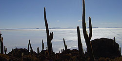 Isla de los Pescadores auf dem Salar de Uyuni