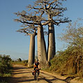 Baobabs in Morondava, Madagaskar