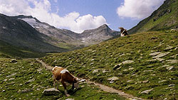 Kühe im Maighelstals, Passo Bornengo