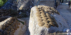 Zum Trocknen ausgelegte Kuhfladen in Belisırma